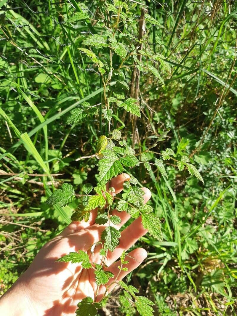 Kleinblättrige Brombeere 6