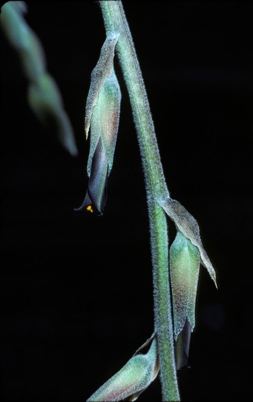 Puya lassa