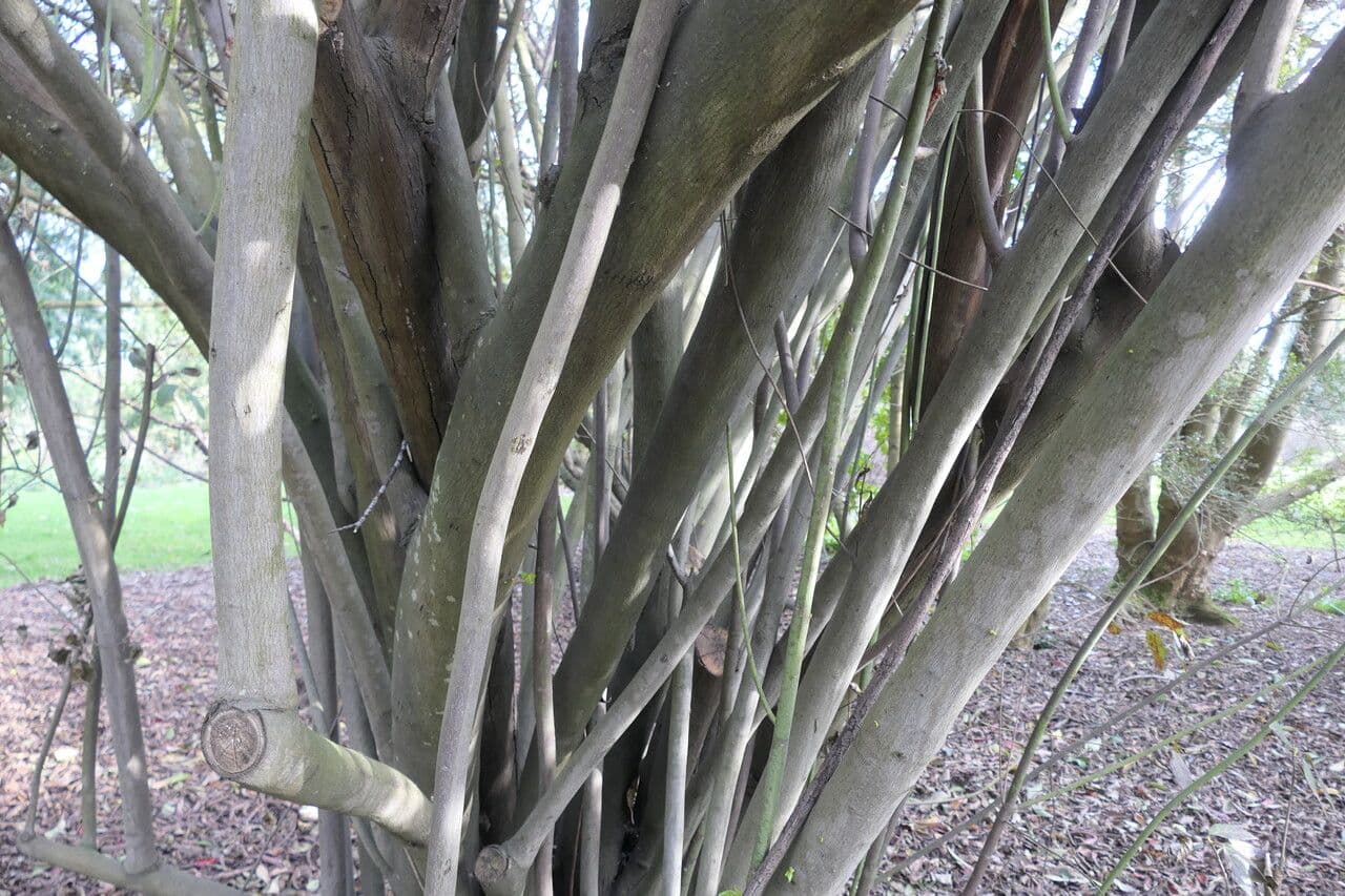 Aristotelia chilensis 20