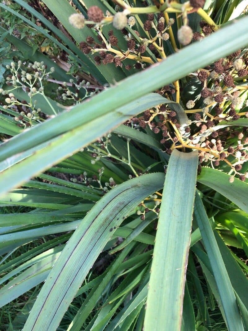 Panicaut à feuilles de pandanus 11