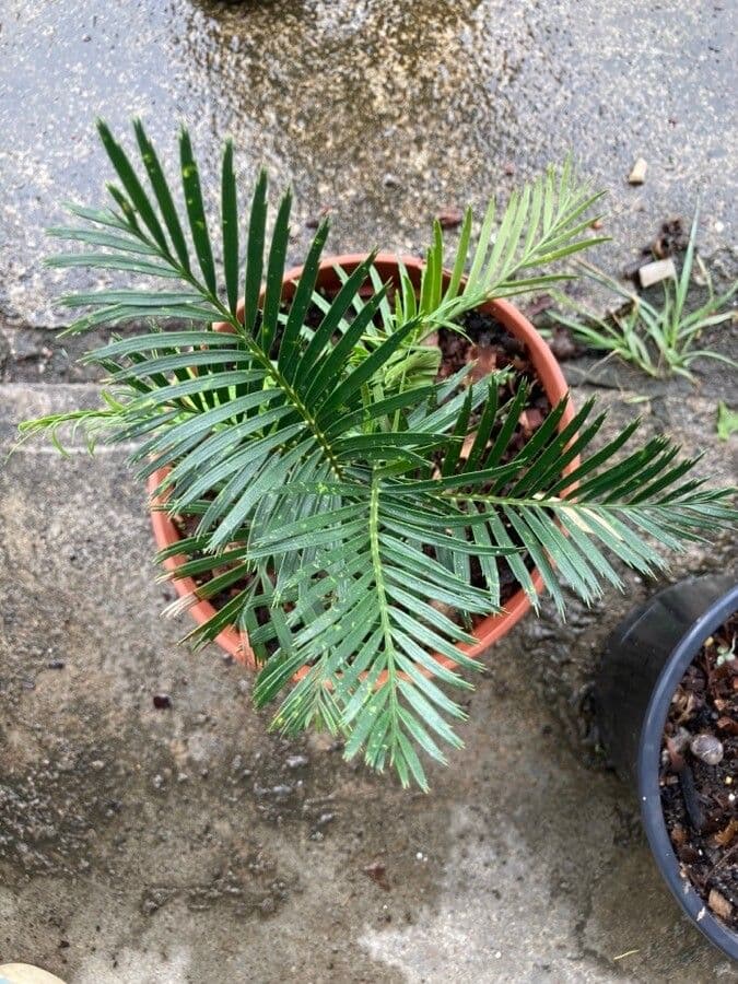 Macrozamia 10