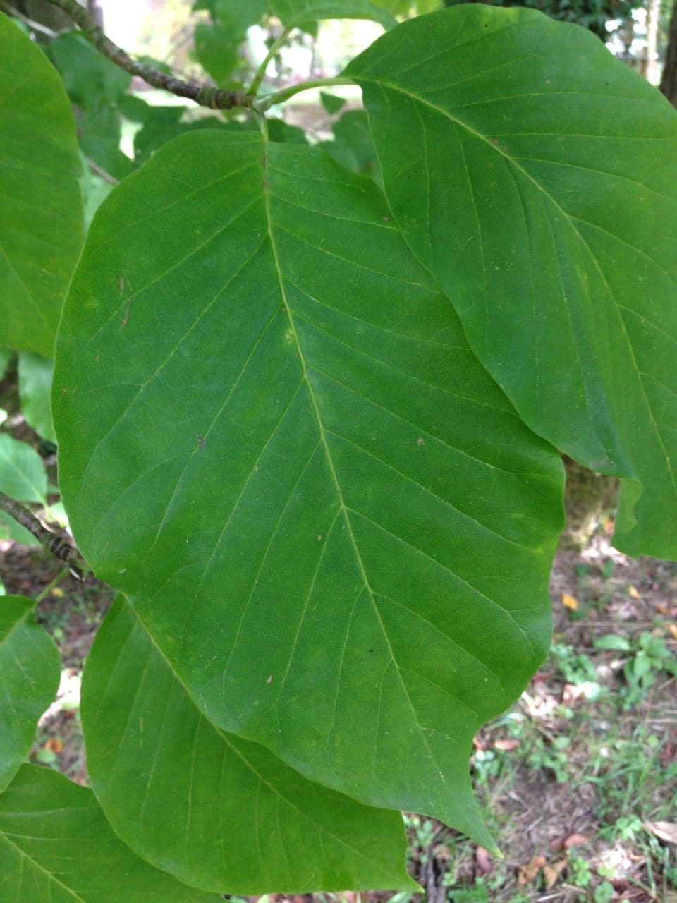 Magnolia acuminata 16