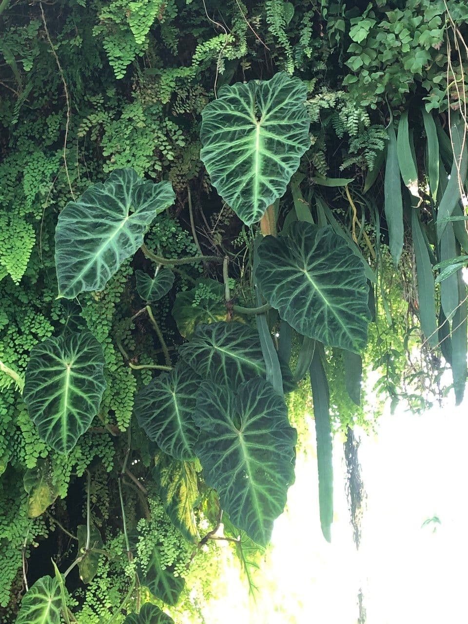 Warziger Philodendron 7