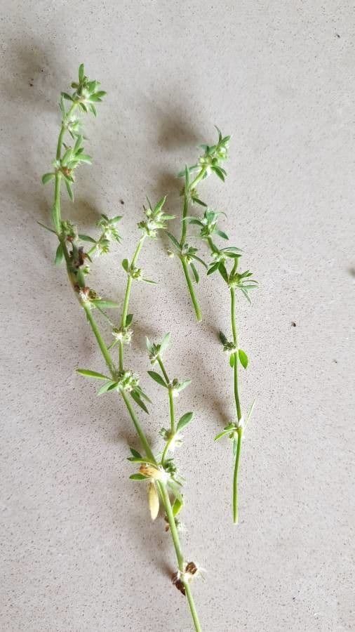 Spermacoce prostrata 10