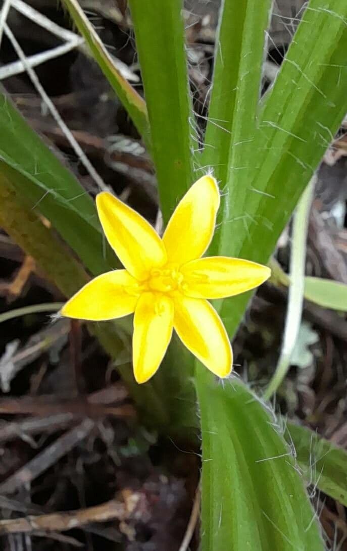 Hypoxis 3