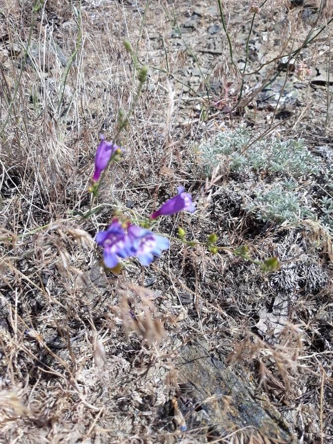Schöne Bartblume 6