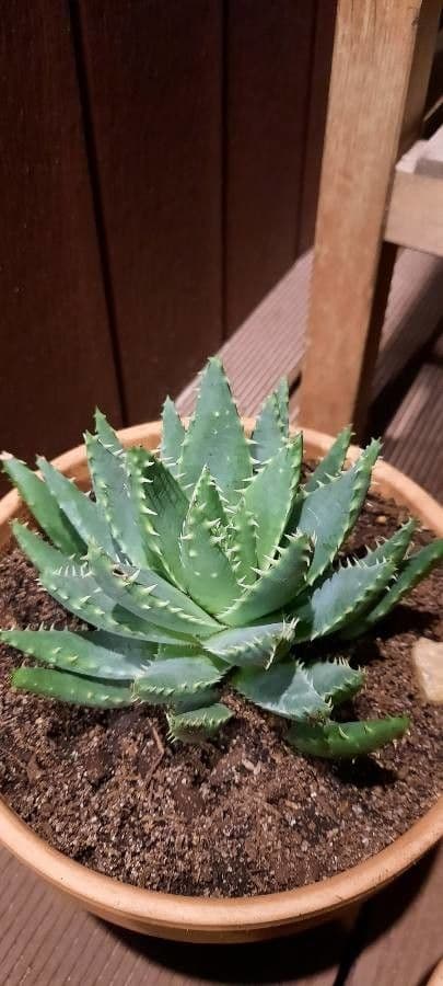 Kurzblättrige Aloe 19