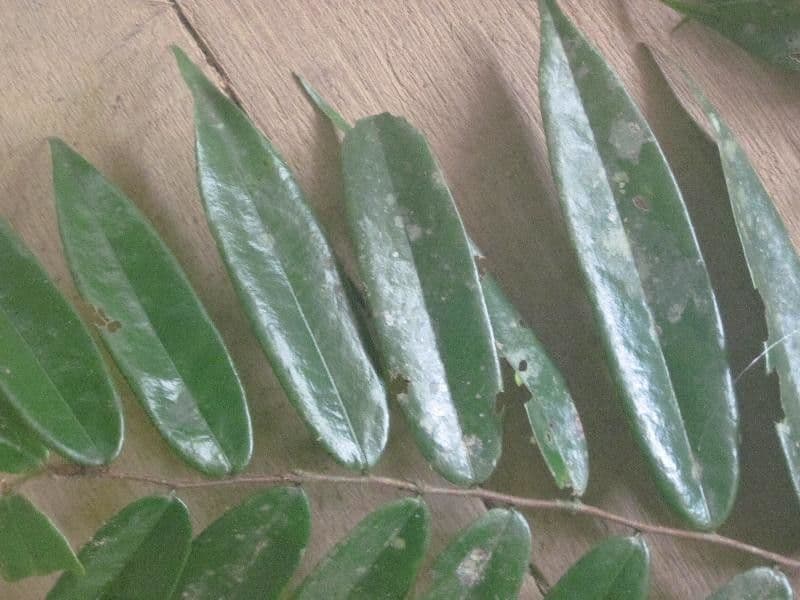 Xylopia 3
