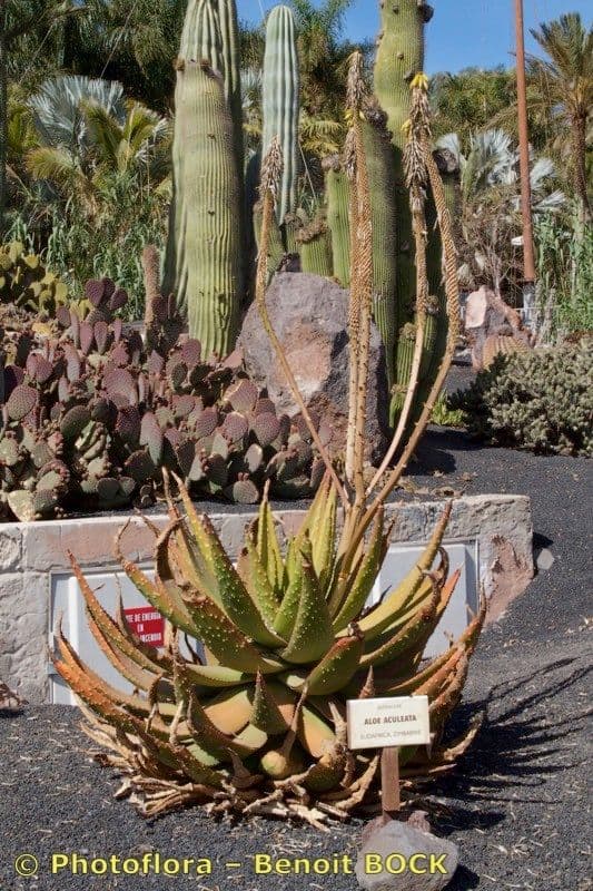 Aloe aculeata 9