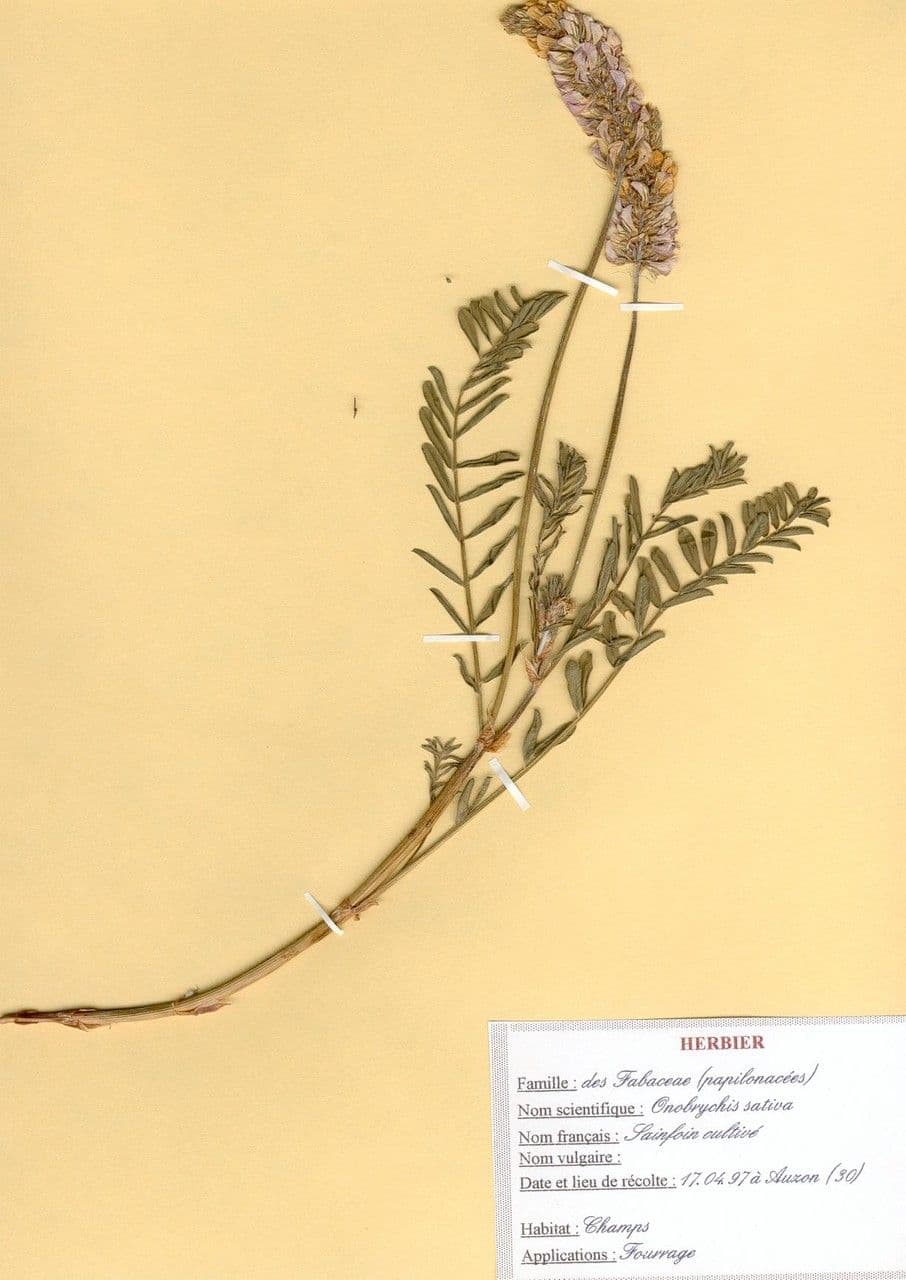 Vičenec ligrus 28