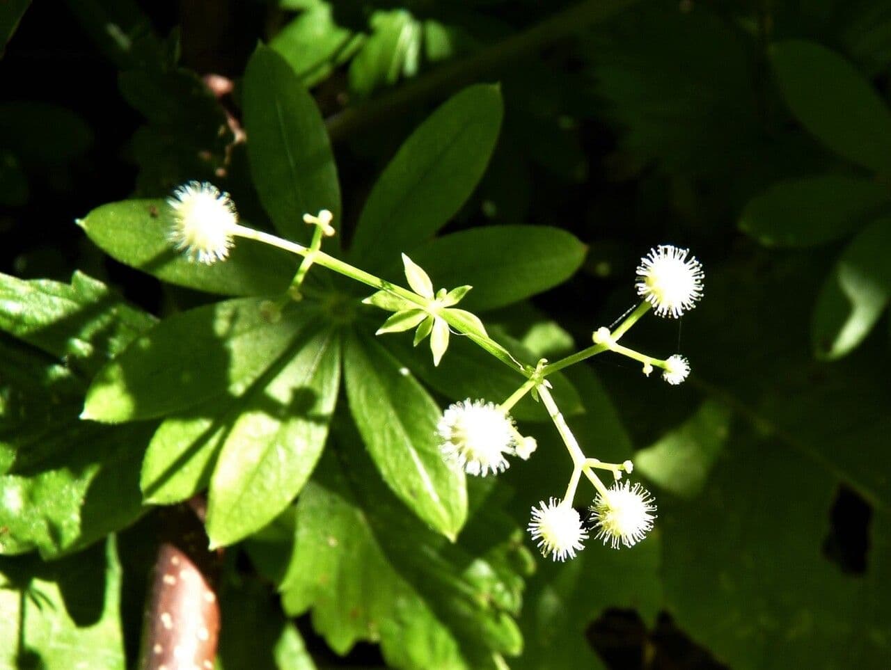 Stellina odorosa 30