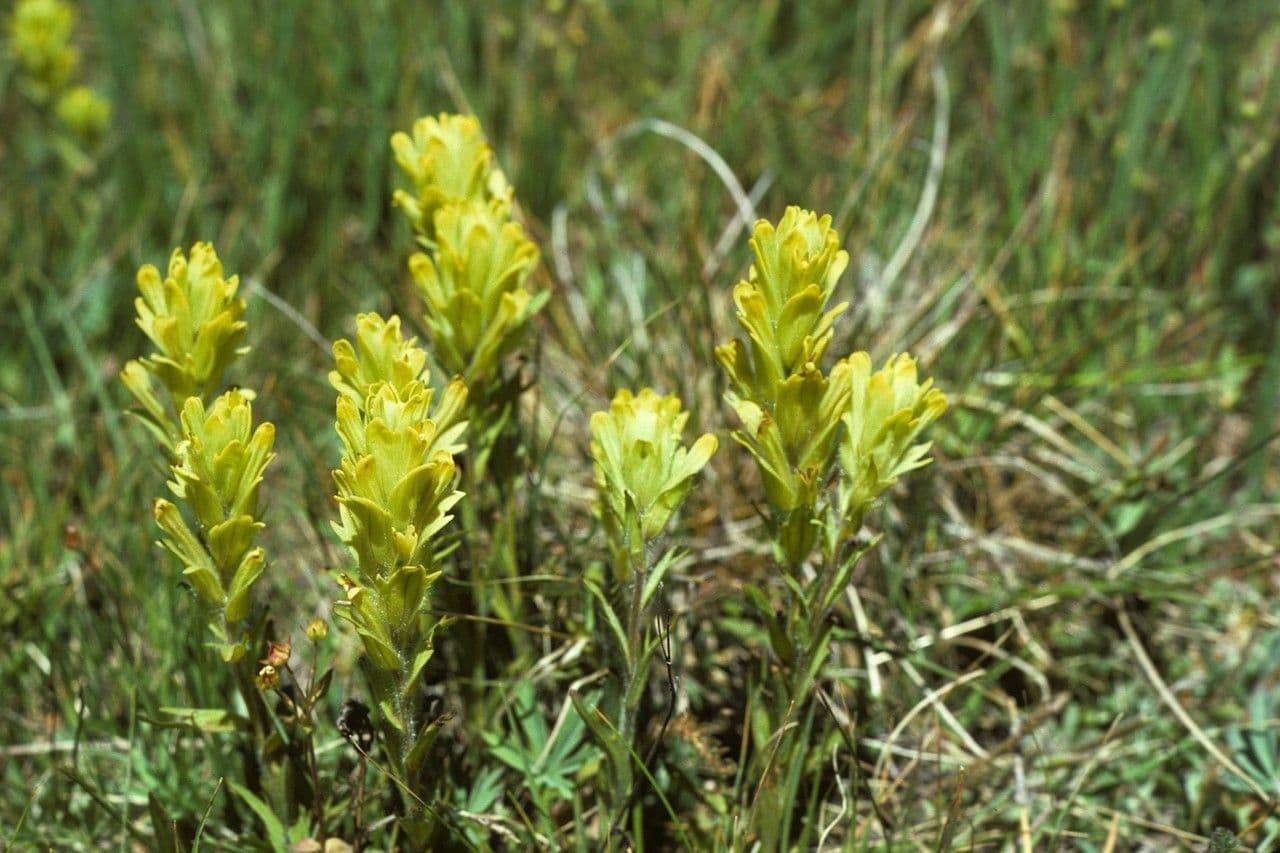 Castilleja cusickii 9