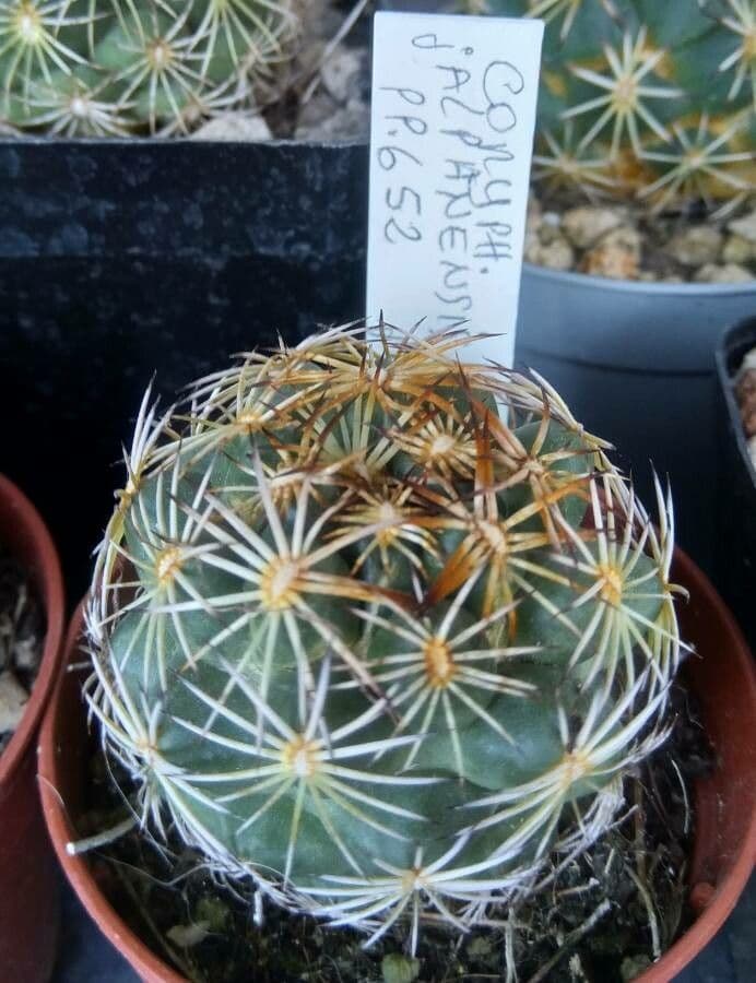Coryphantha