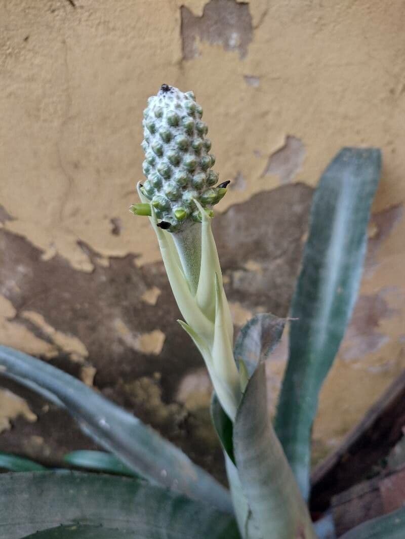Aechmea bromeliifolia 3