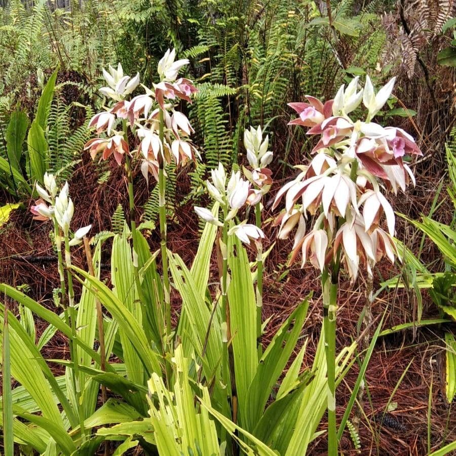 Phaius di Tankerville 20