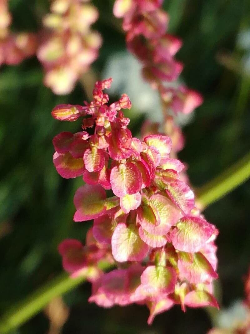 Acetosa