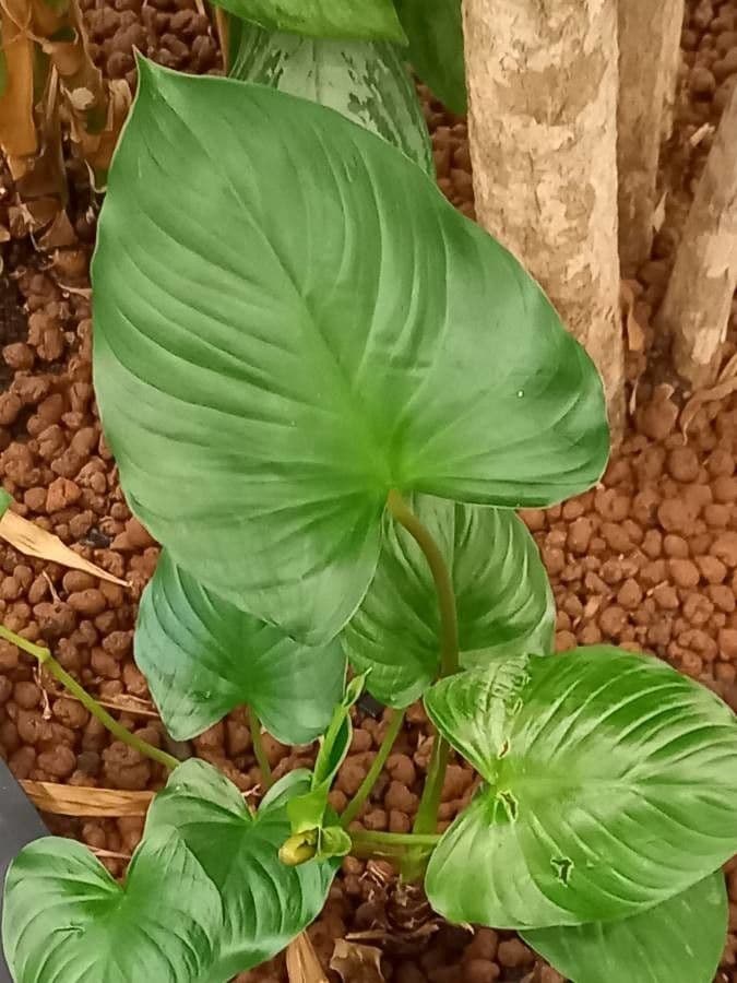 Homalomena 8