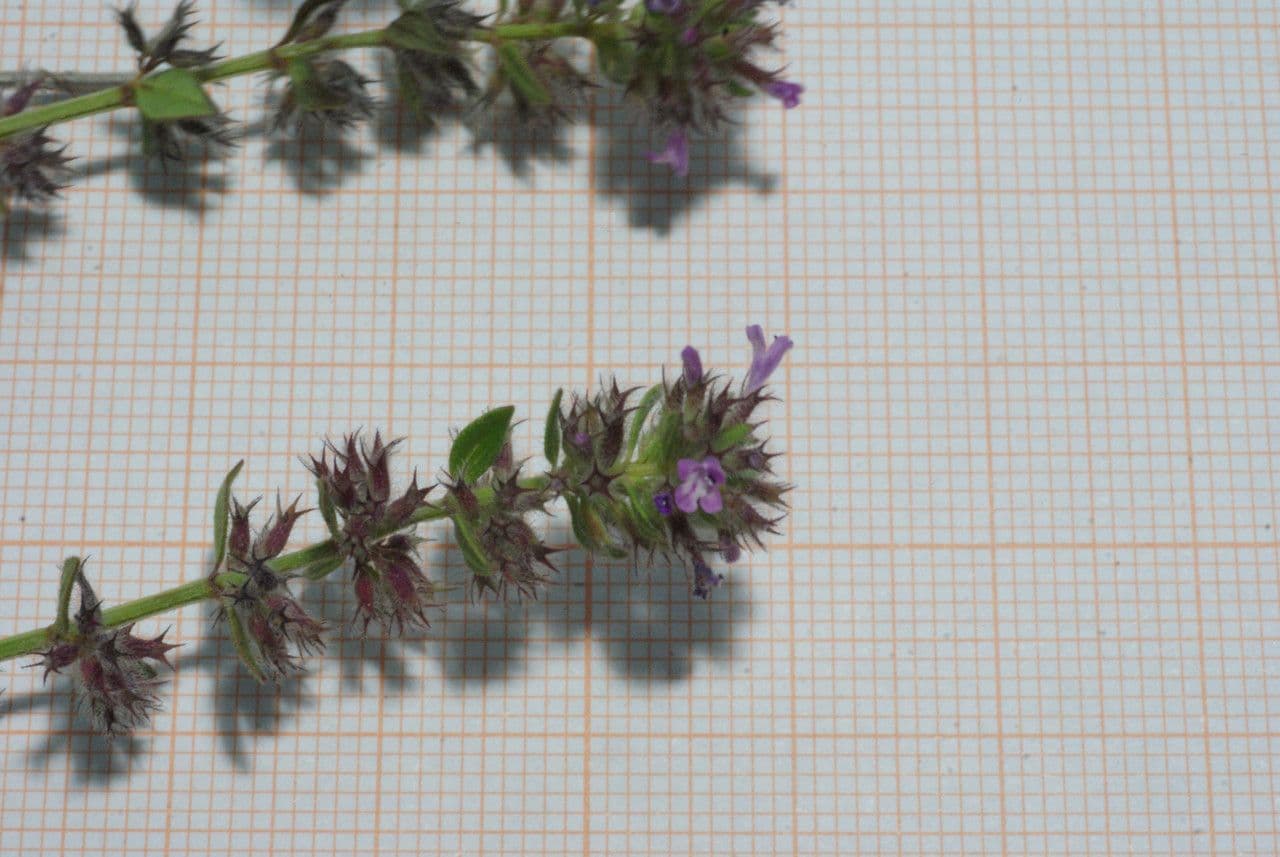 Micromeria 2