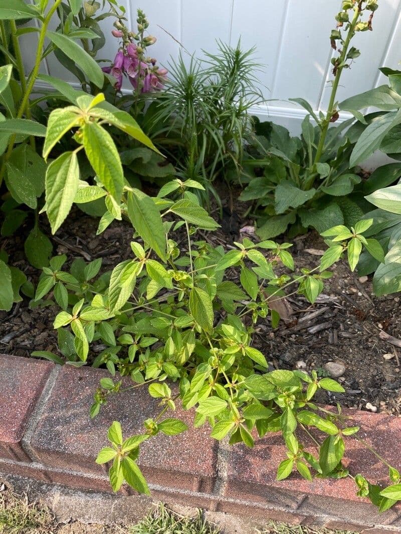 Acalypha australis 12