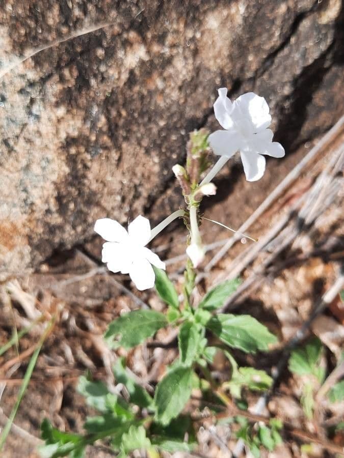 Chasmanthium 5