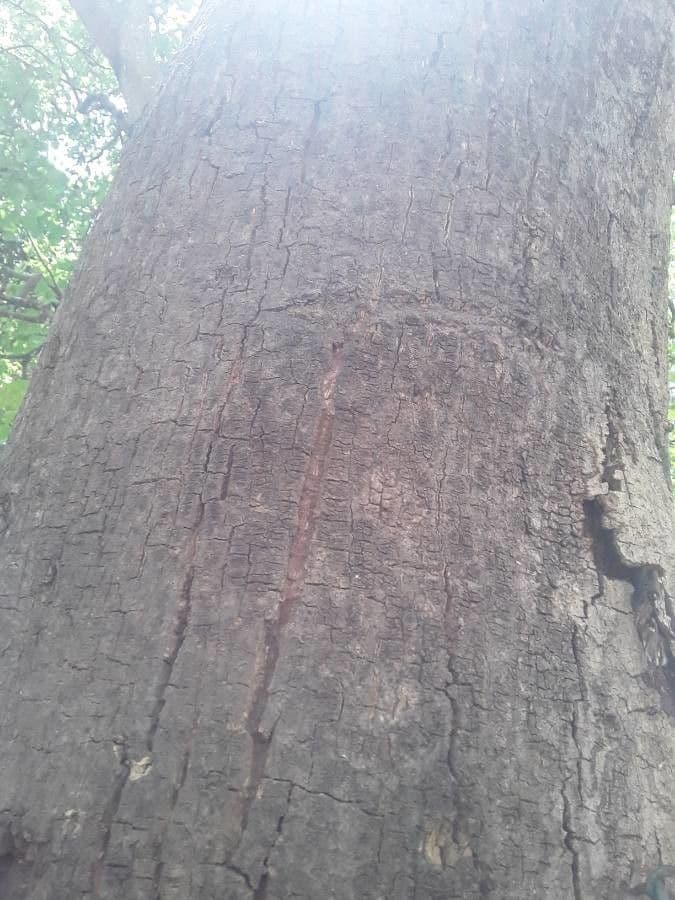 Ziziphus 12
