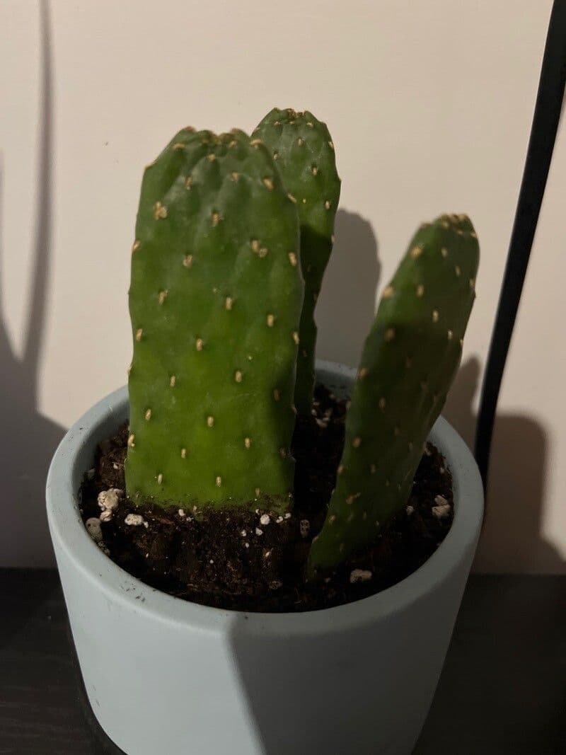 Opuntie 6