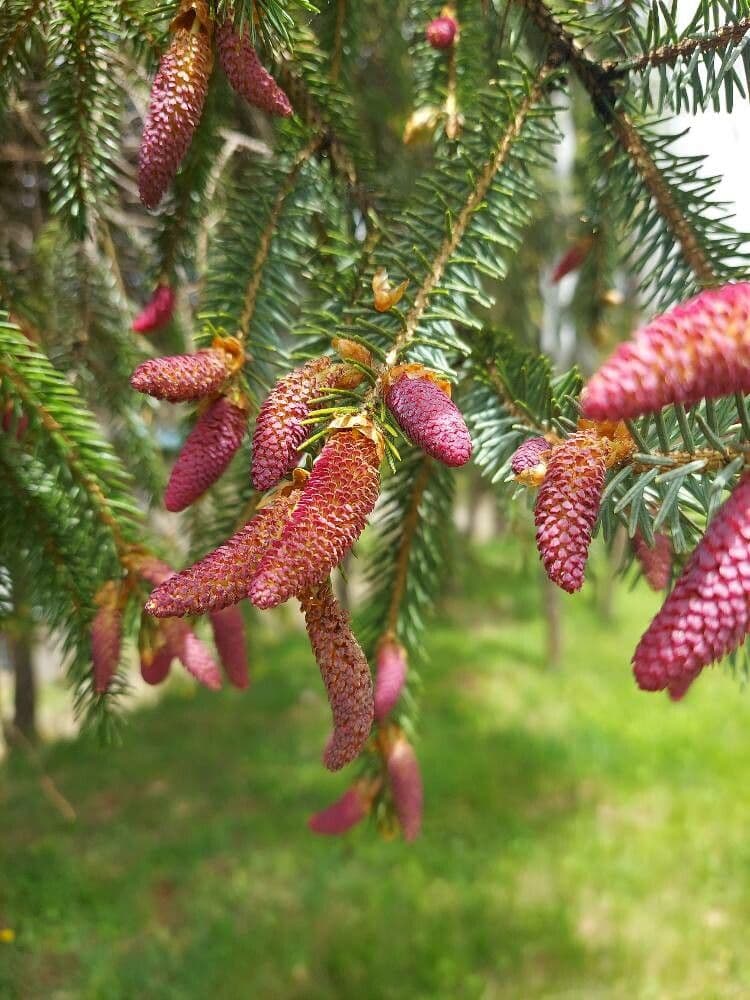 Abete di Sikkim 2