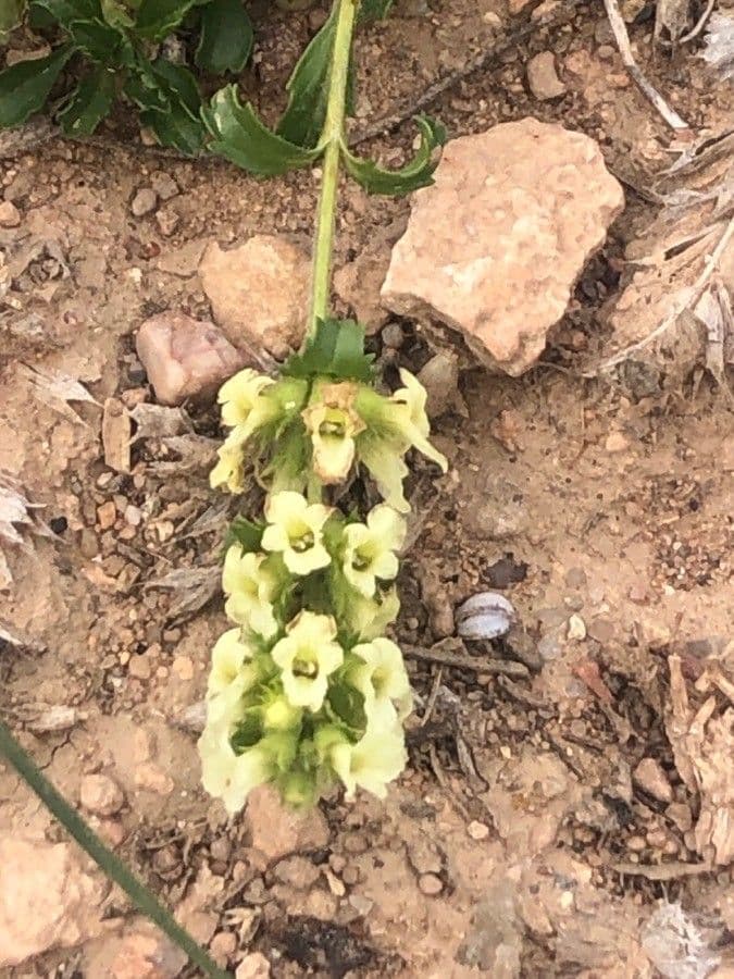 Sideritis glaciale