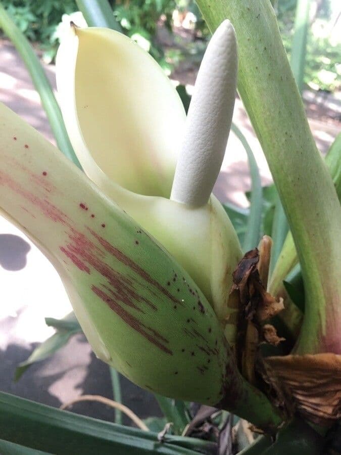 Barrosos Philodendron