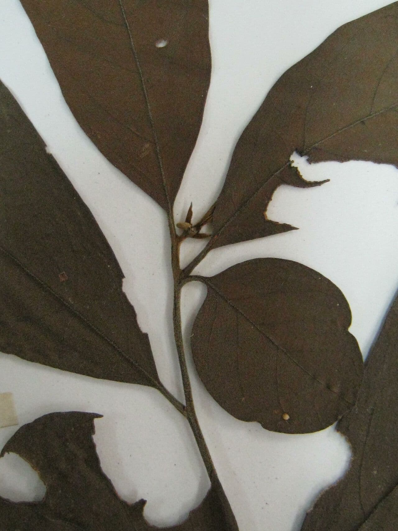 Cordia