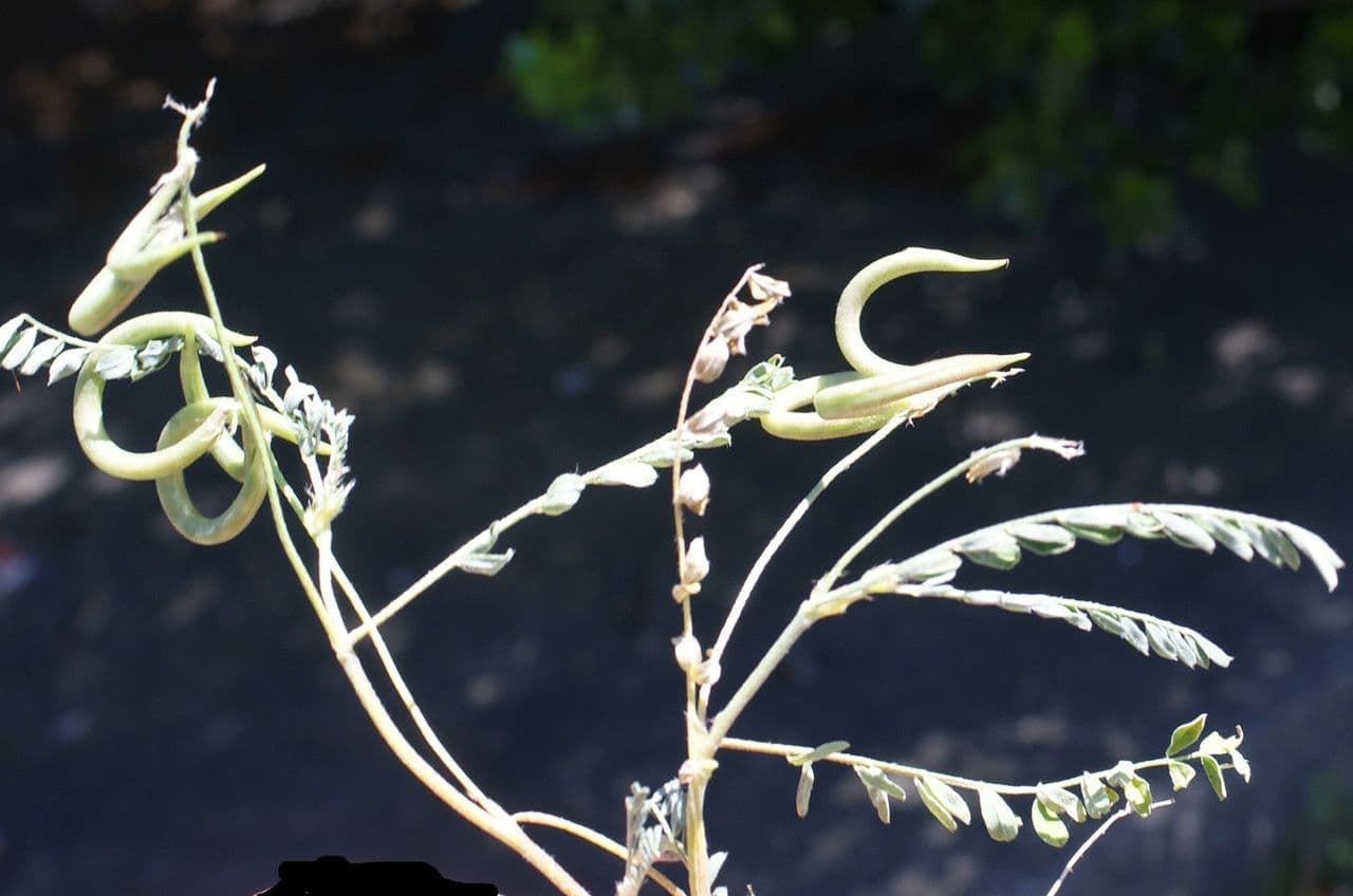 Astragalus hamosus 11