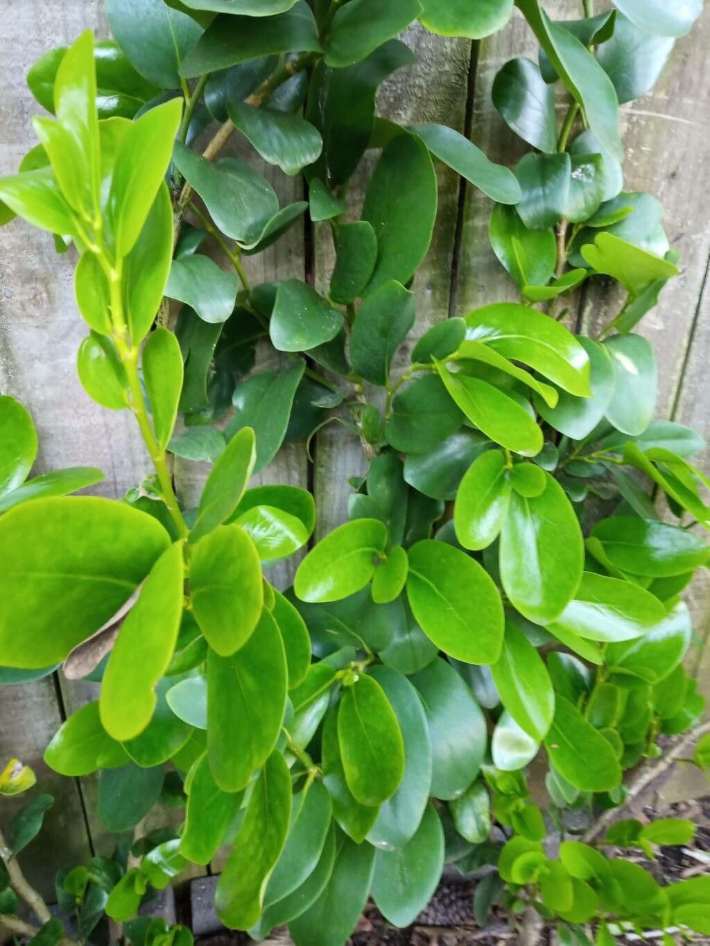 Griselinia 2