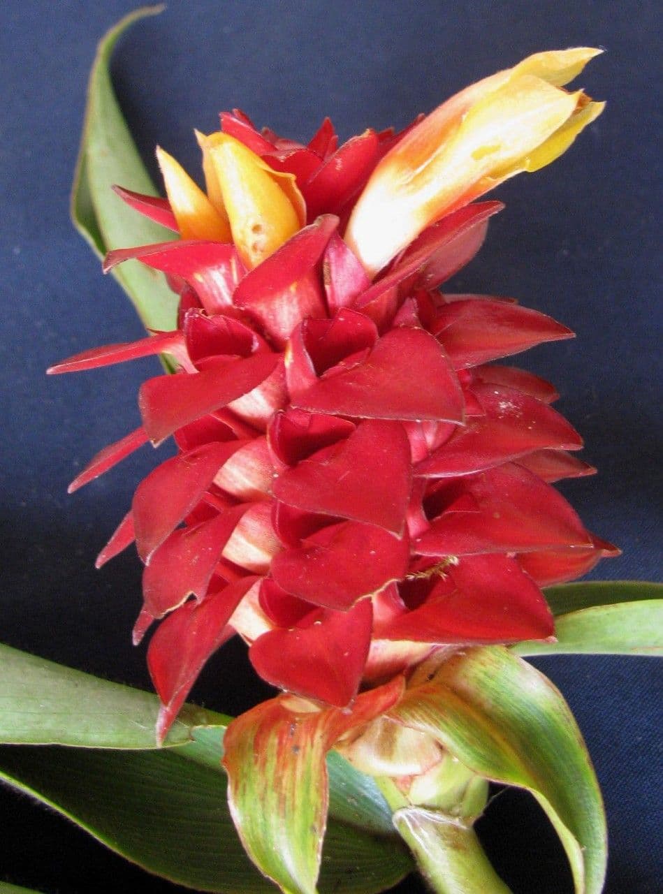 Costus 4