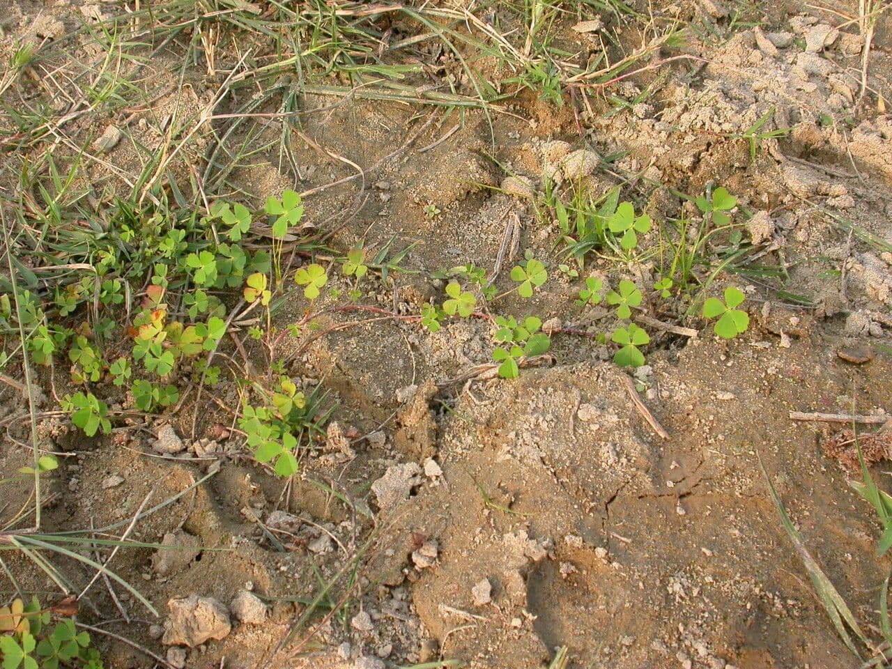 Marsilea minuta 7