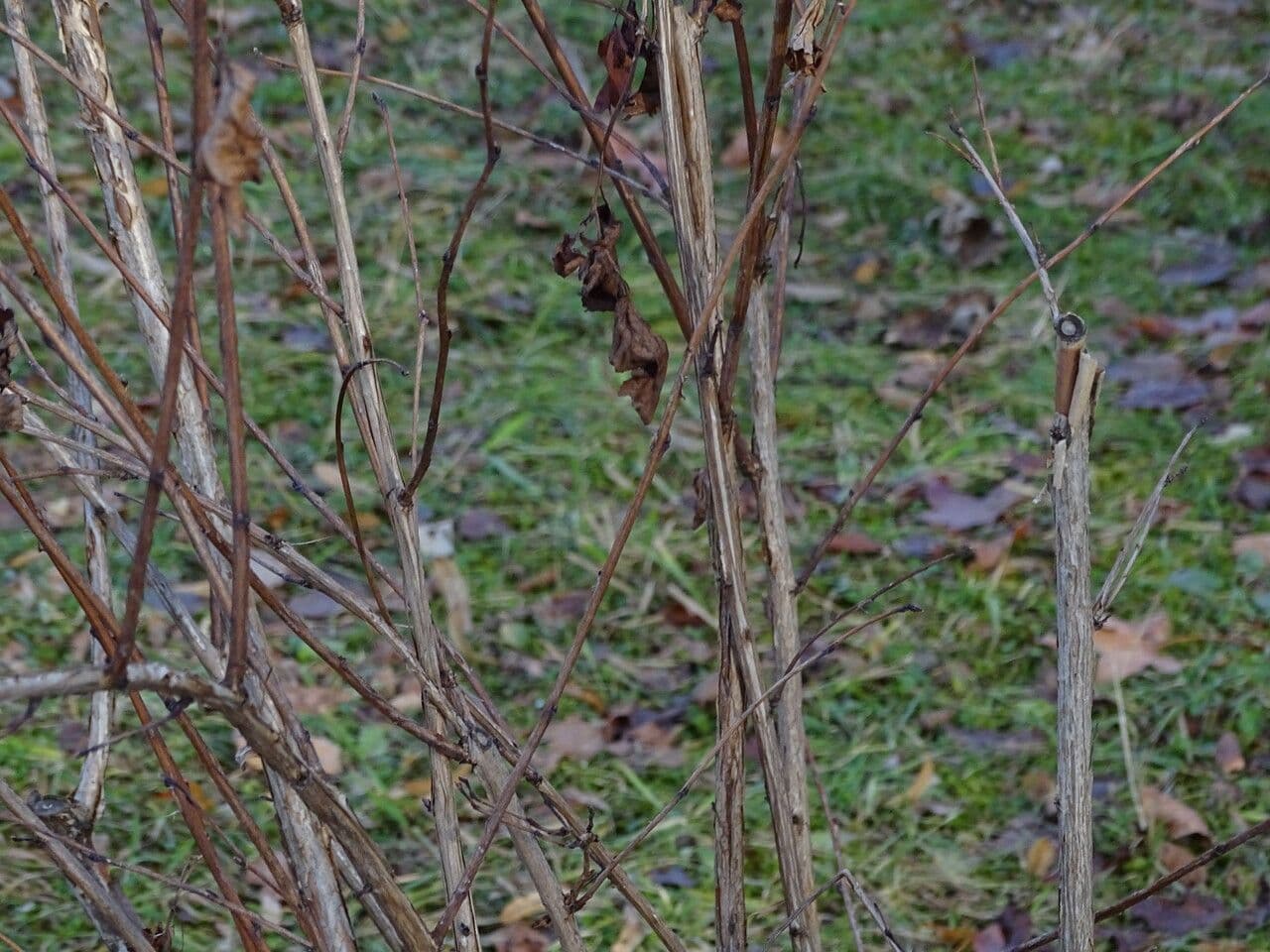 Physocarpus capitatus 24