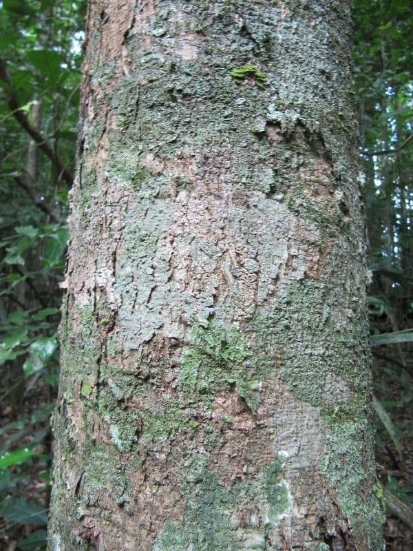 Ocotea