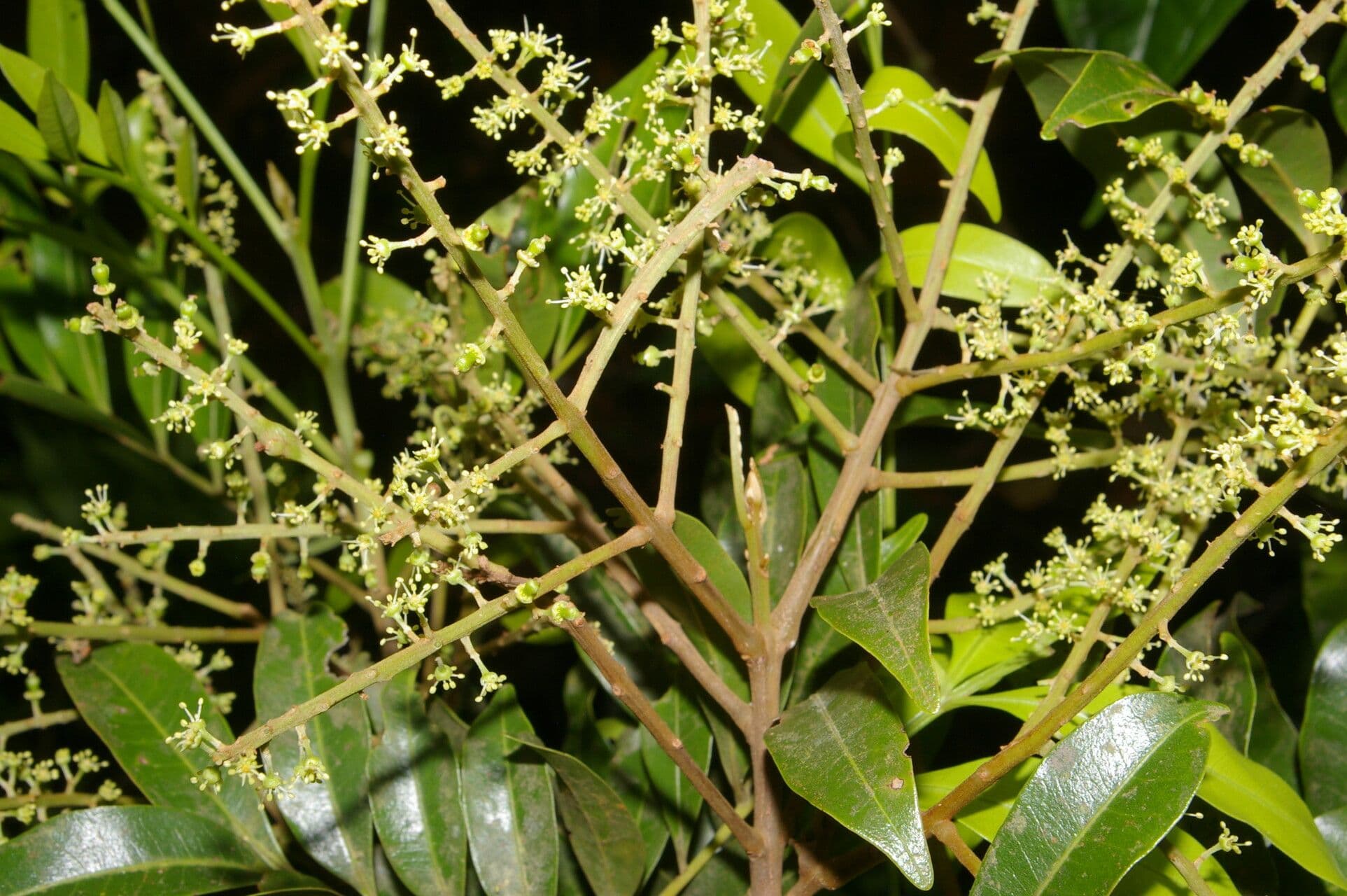 Matayba 8