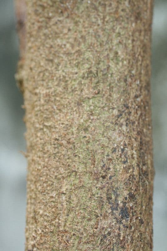 Baumwollbaum 23