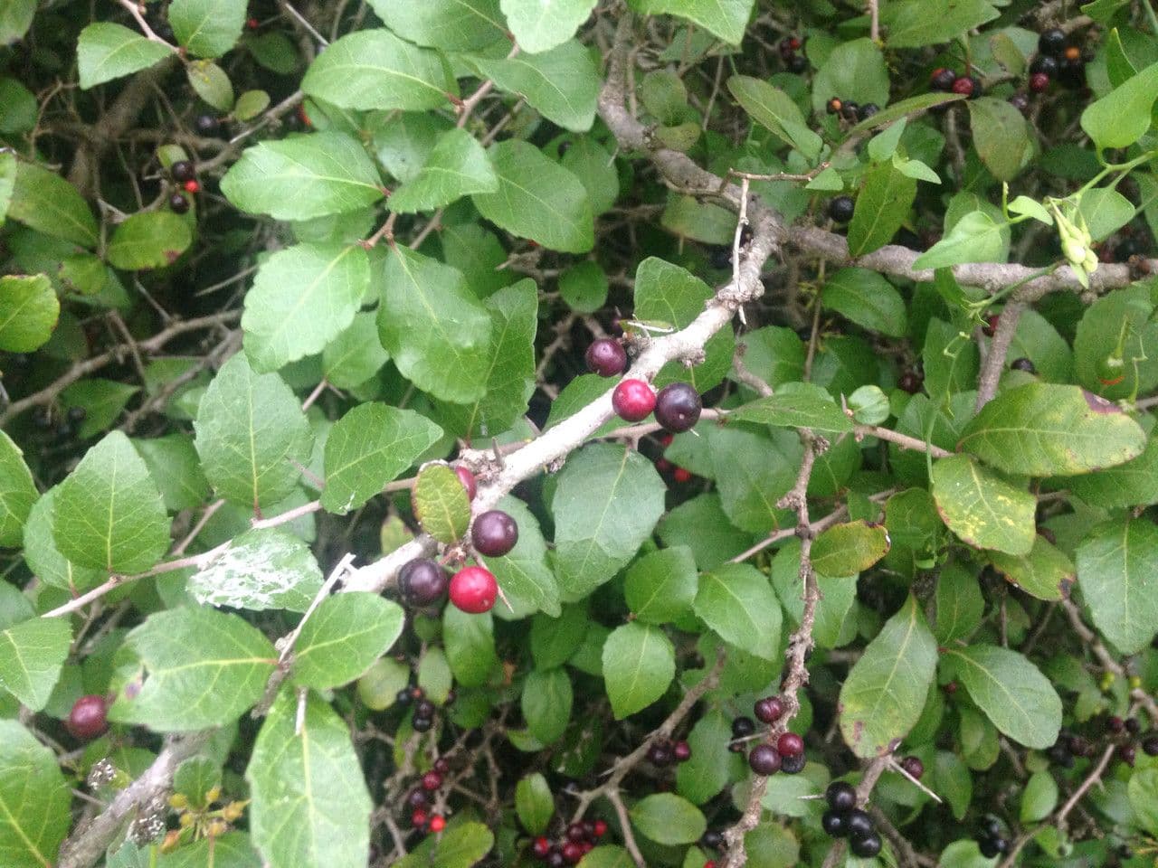 Bürstenholly 3