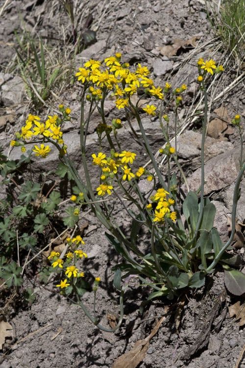 Senecio di Wooton 4