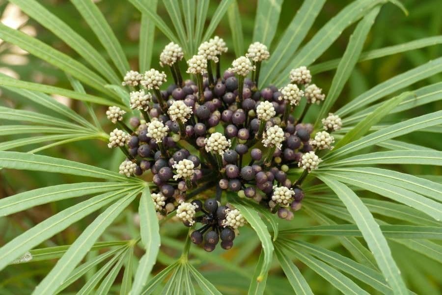 Osmoxylon 7