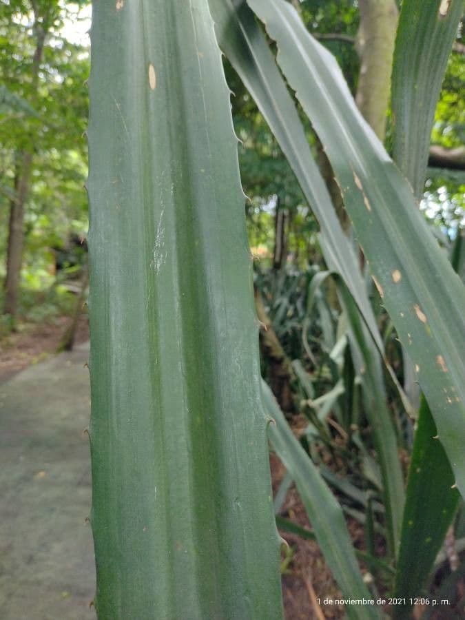 Aechmea 15