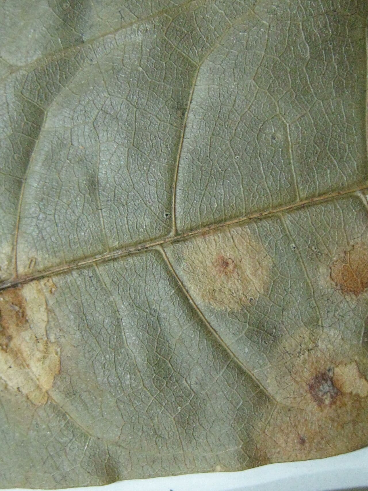 Pseudima 5