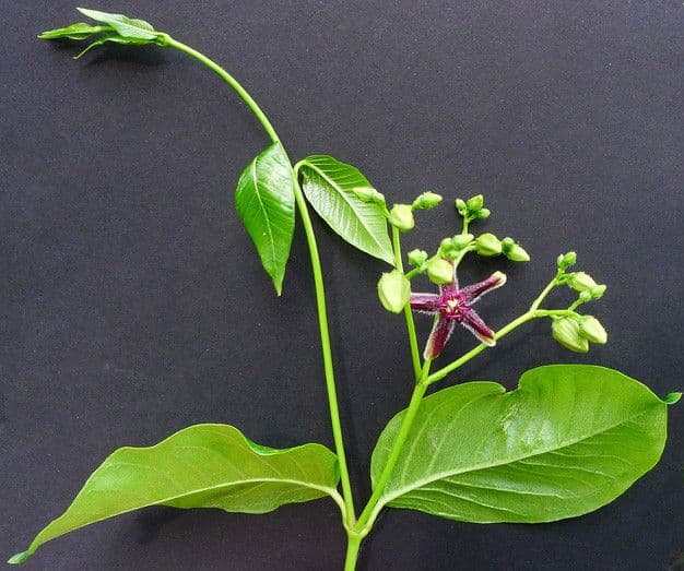 Periploca greca 27
