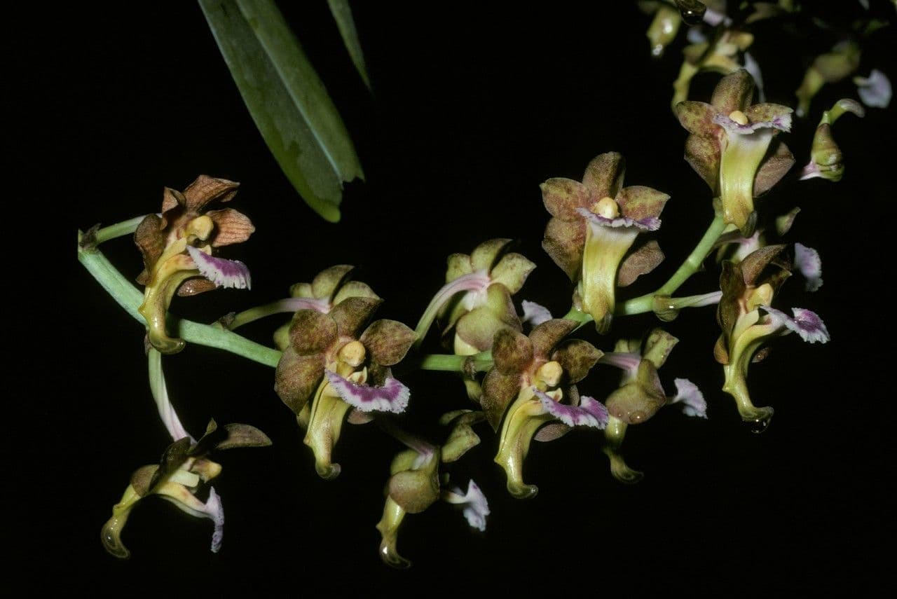 Vanda