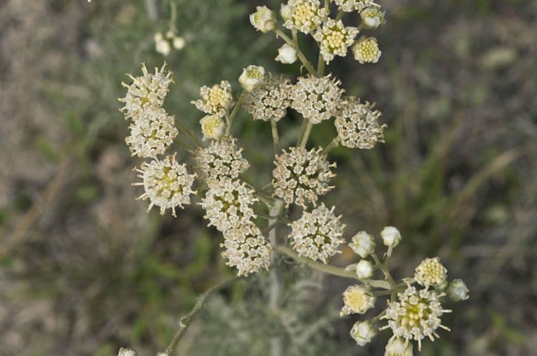 Himenopappus