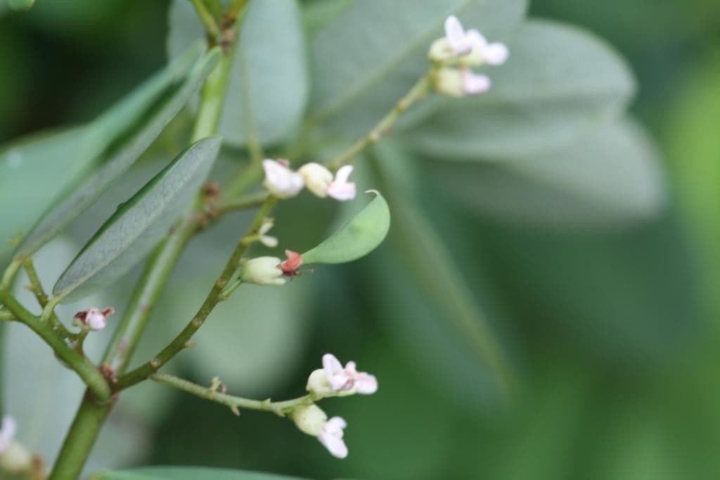 Dalbergia 6