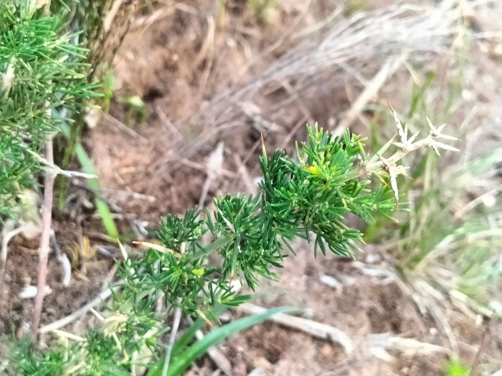 Duftender Spargel
