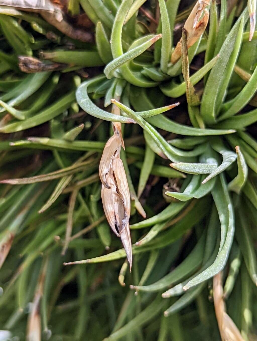 Tillandsia