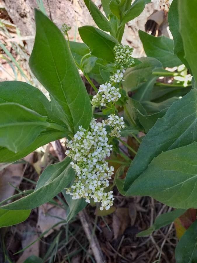 Draba 9